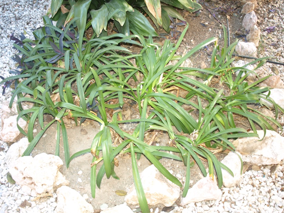 Agapanthus africanus - FC-I2-08 - Jardín Botánico